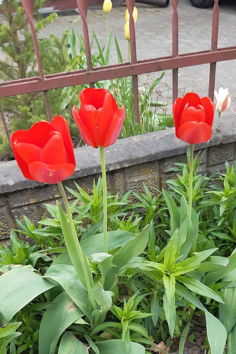 tulipes rouges et une palissade puzzle en ligne
