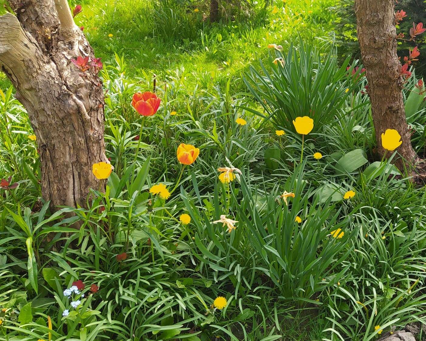 тюльпаны трава деревья пазл онлайн