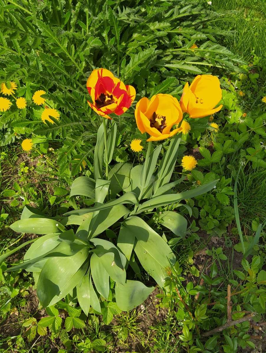 tulips in the grass jigsaw puzzle online
