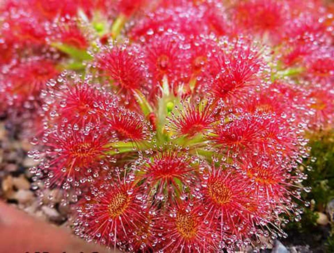 Drosera de planta depredadora rompecabezas en línea