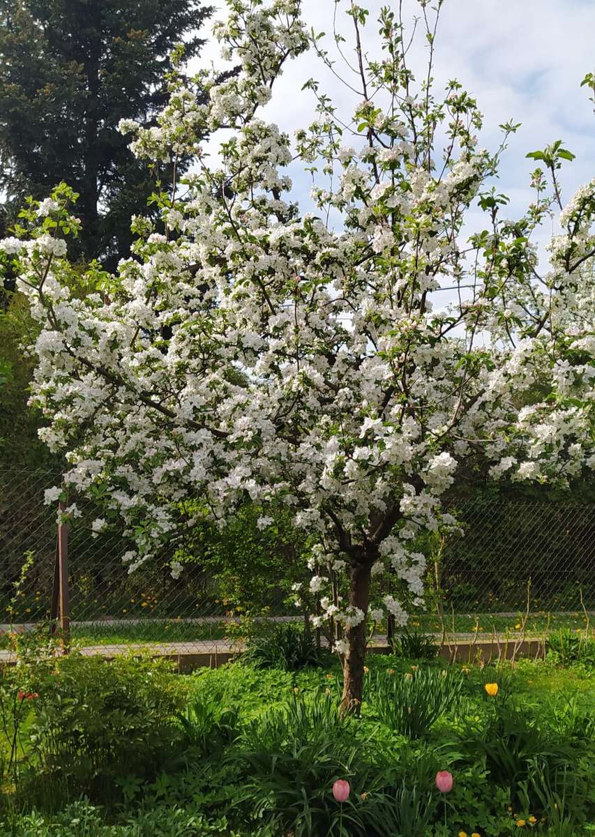 Frühlingsblühender Baum Online-Puzzle