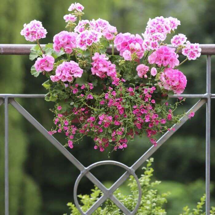 geraniums - balcony decoration jigsaw puzzle online