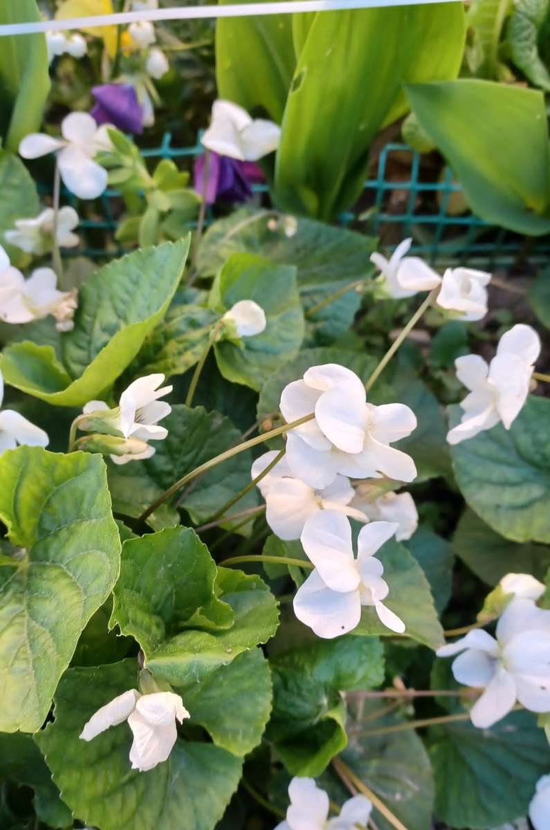 white violets blooming jigsaw puzzle online