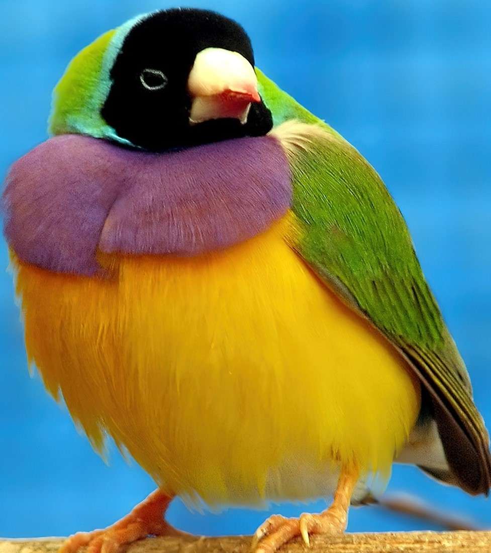 Amadyniec - een vogel die uit Australië komt. online puzzel