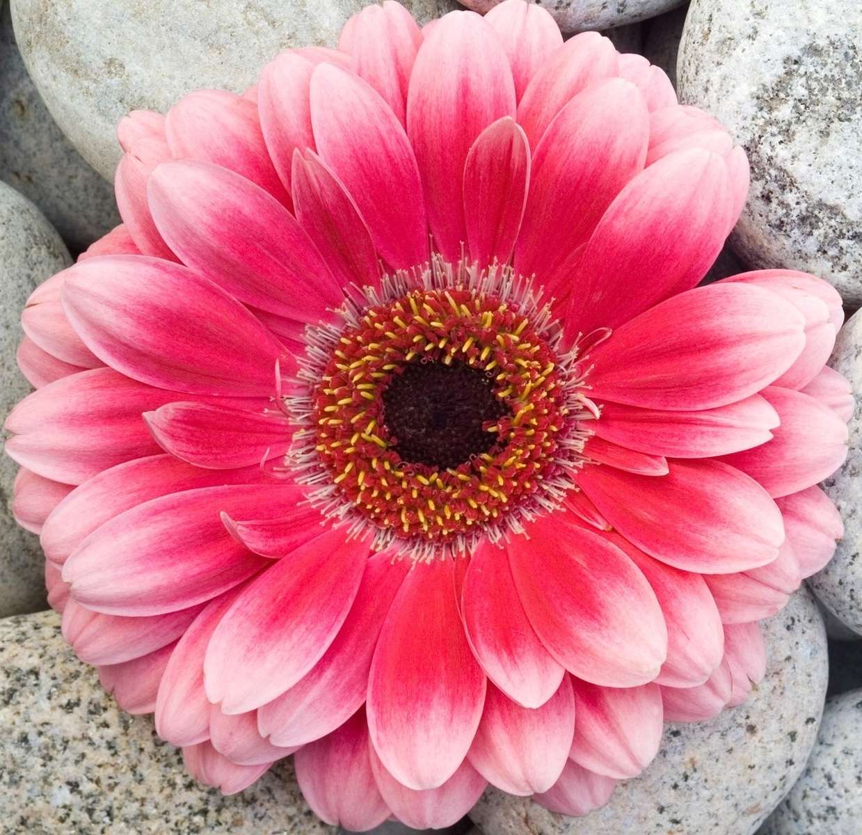 Rosa gerbera pussel på nätet