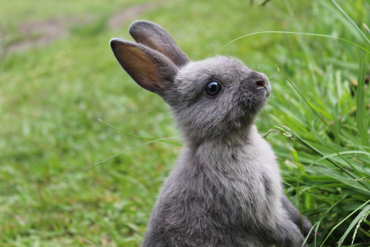 Bunny/Conejo online puzzle