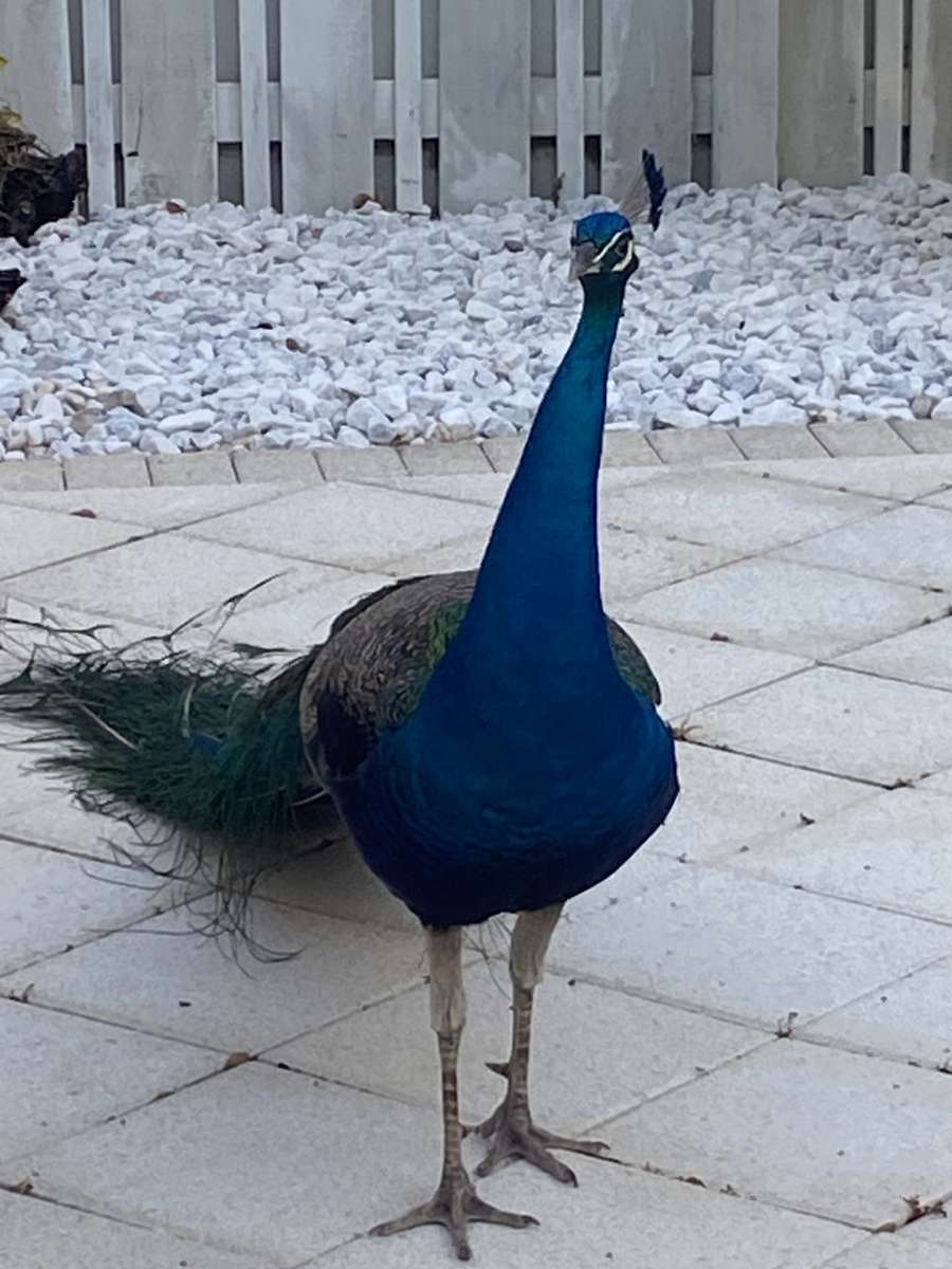 Peacock at grandmas online puzzle
