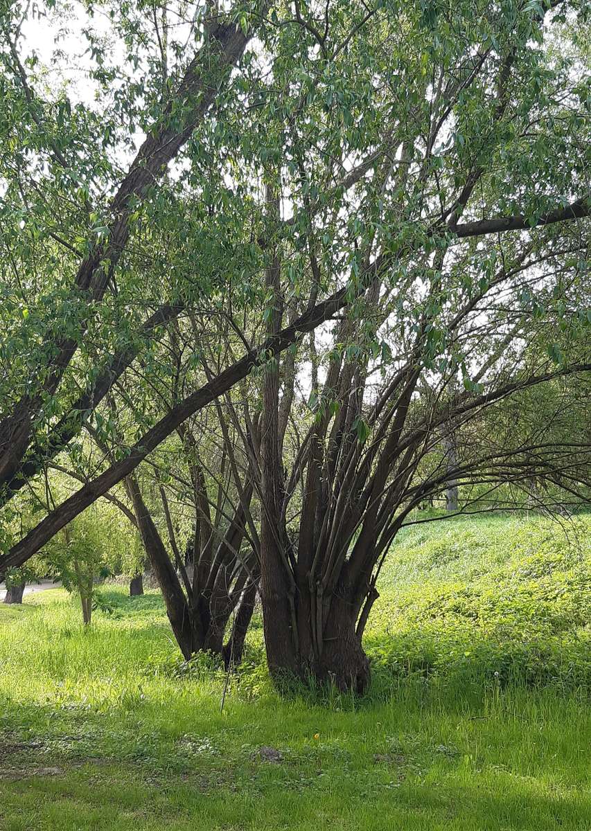 Деревья в Сандомирском парке онлайн-пазл