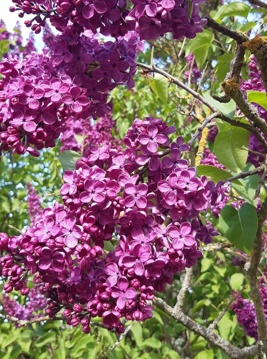 orgona lila virágzata kirakós online