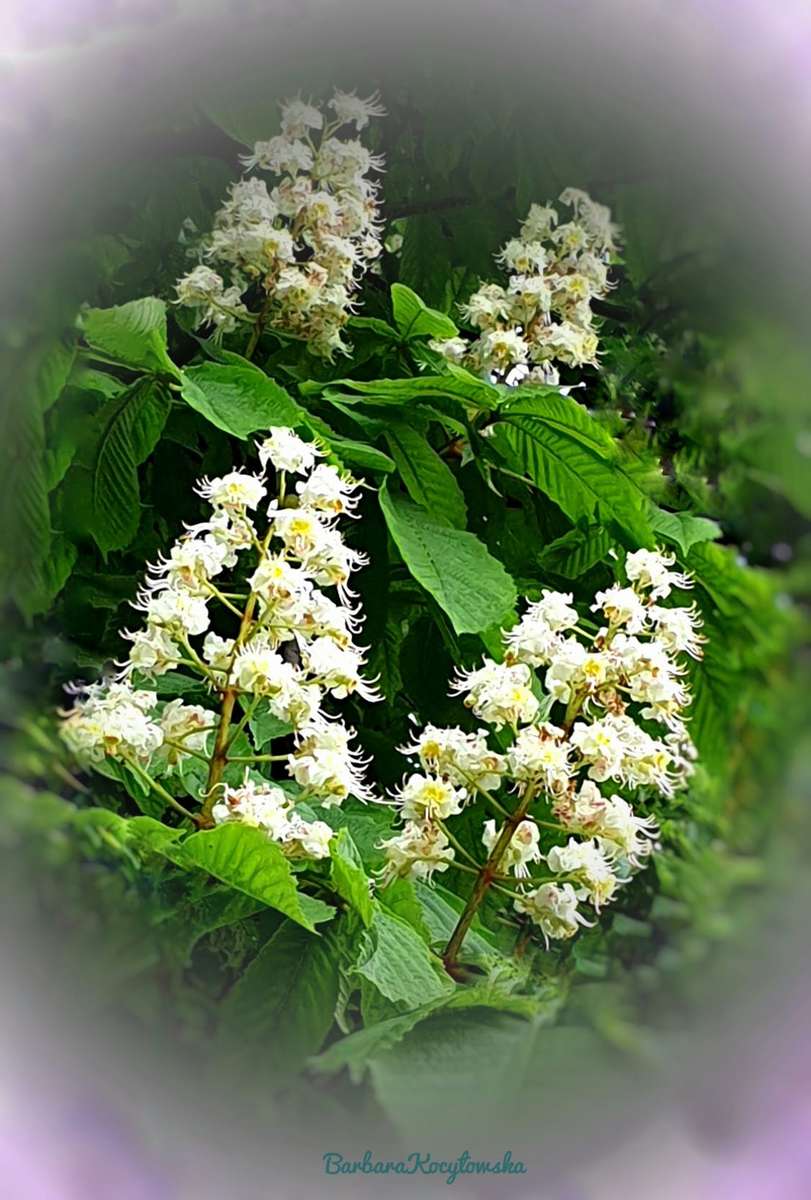chestnut flowers in May jigsaw puzzle online