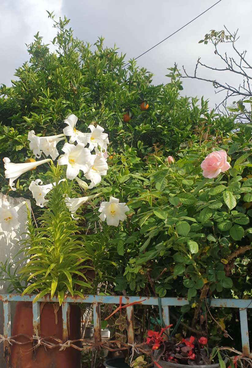 gard flori și tufișuri jigsaw puzzle online