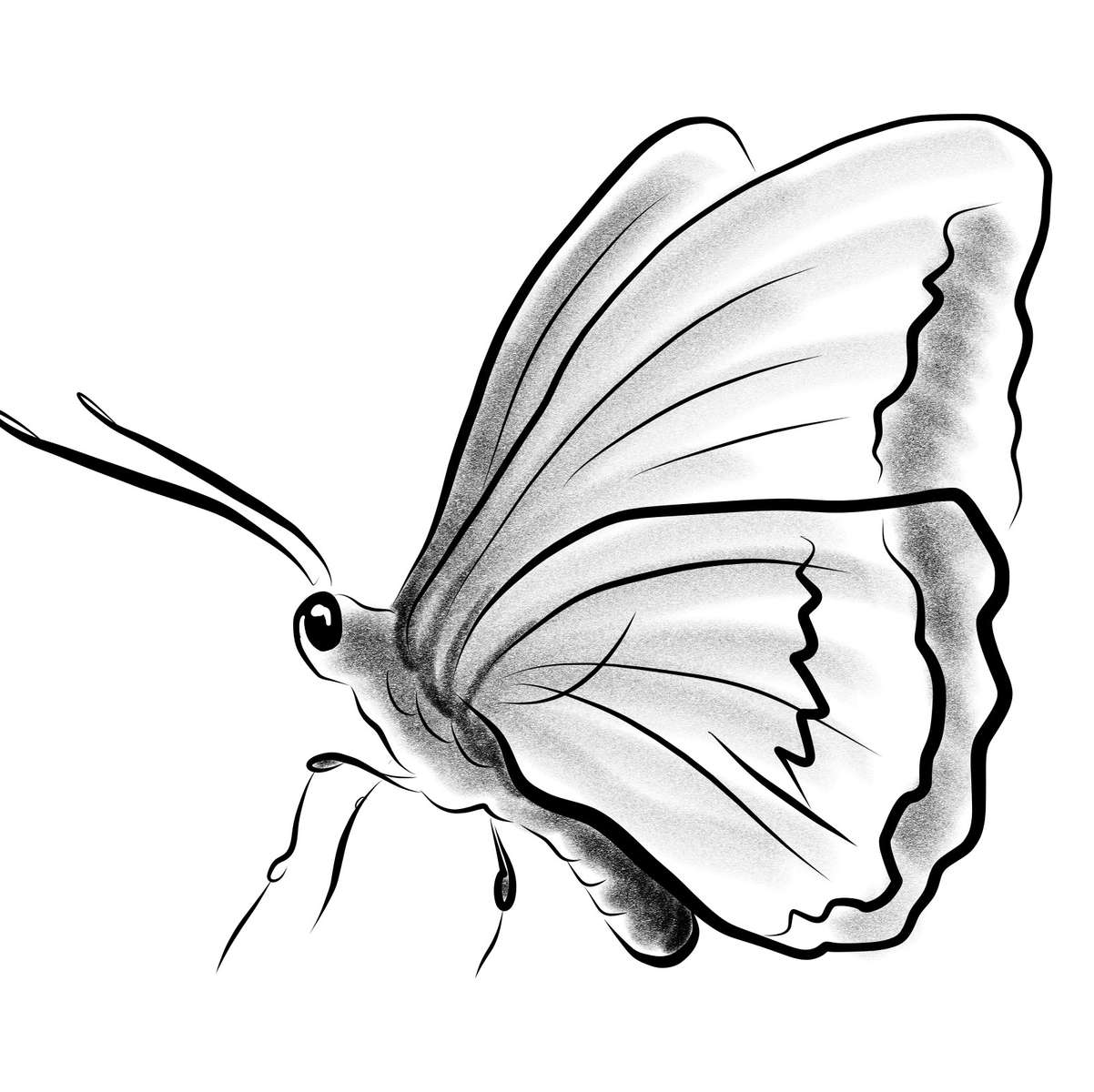 Puzzel van een vlinder online puzzel