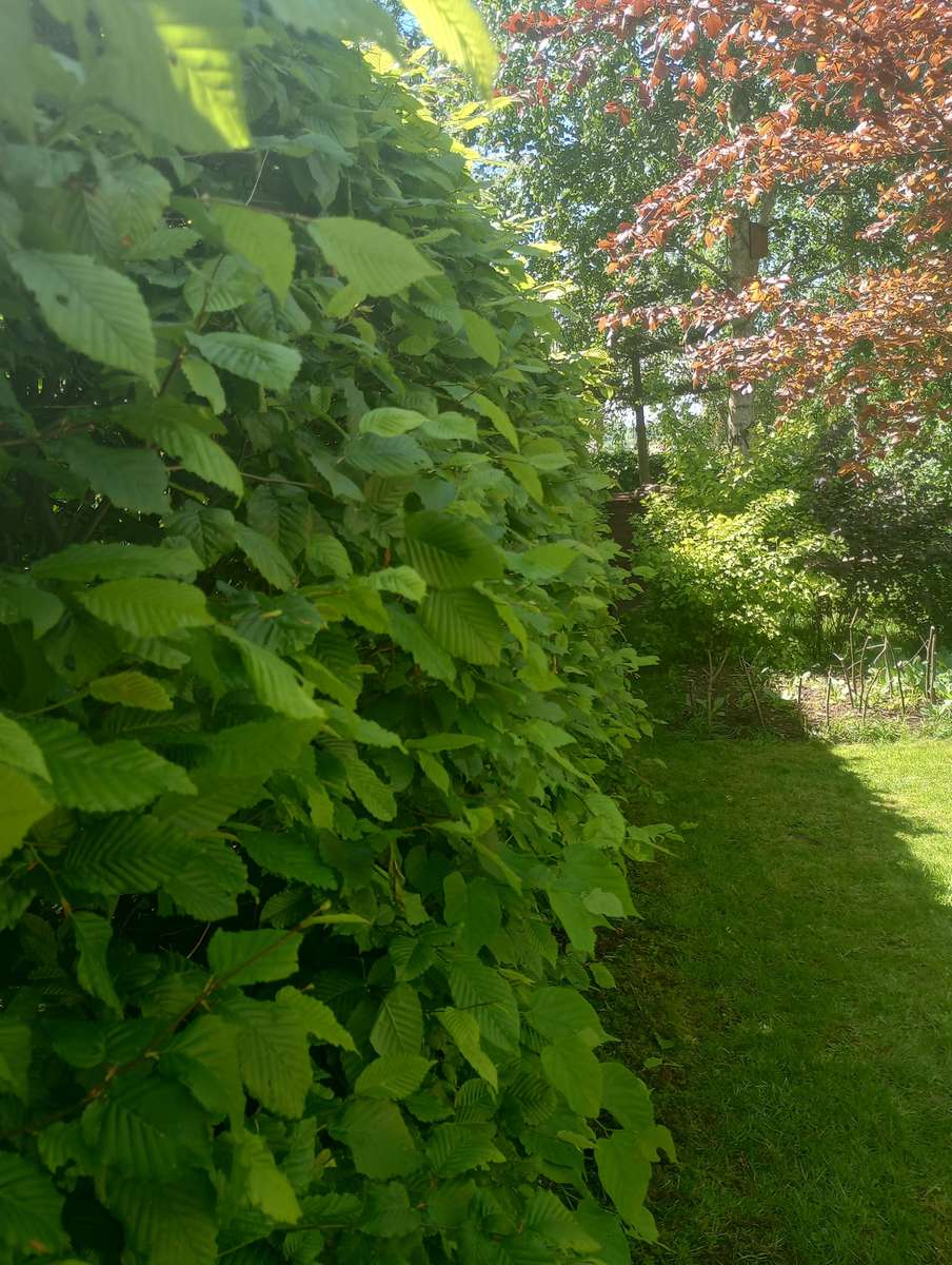 grönska i trädgården och sol Pussel online