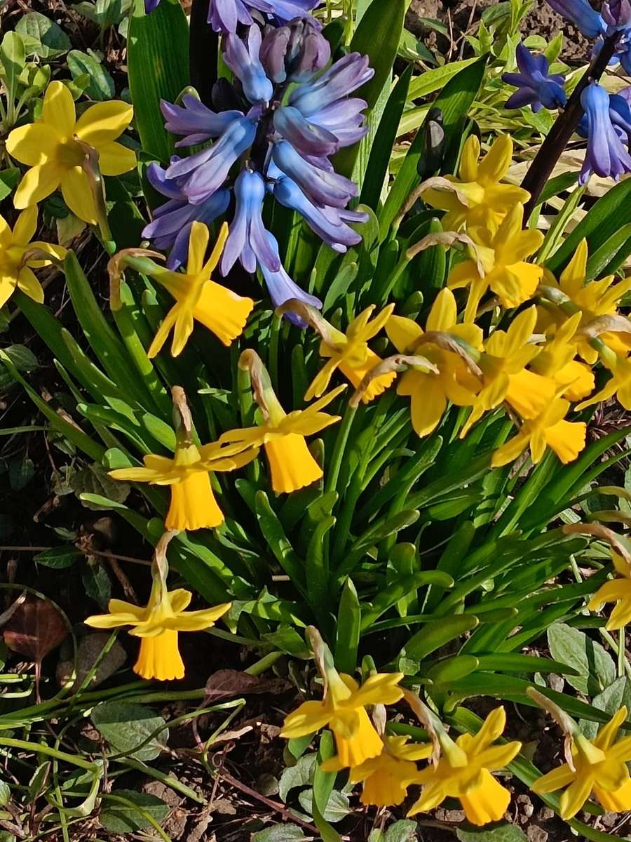 нарциссы гиацинты весна пазл онлайн