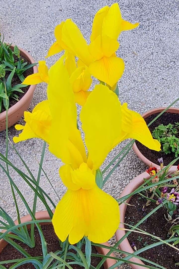очень желтый цветок пазл онлайн
