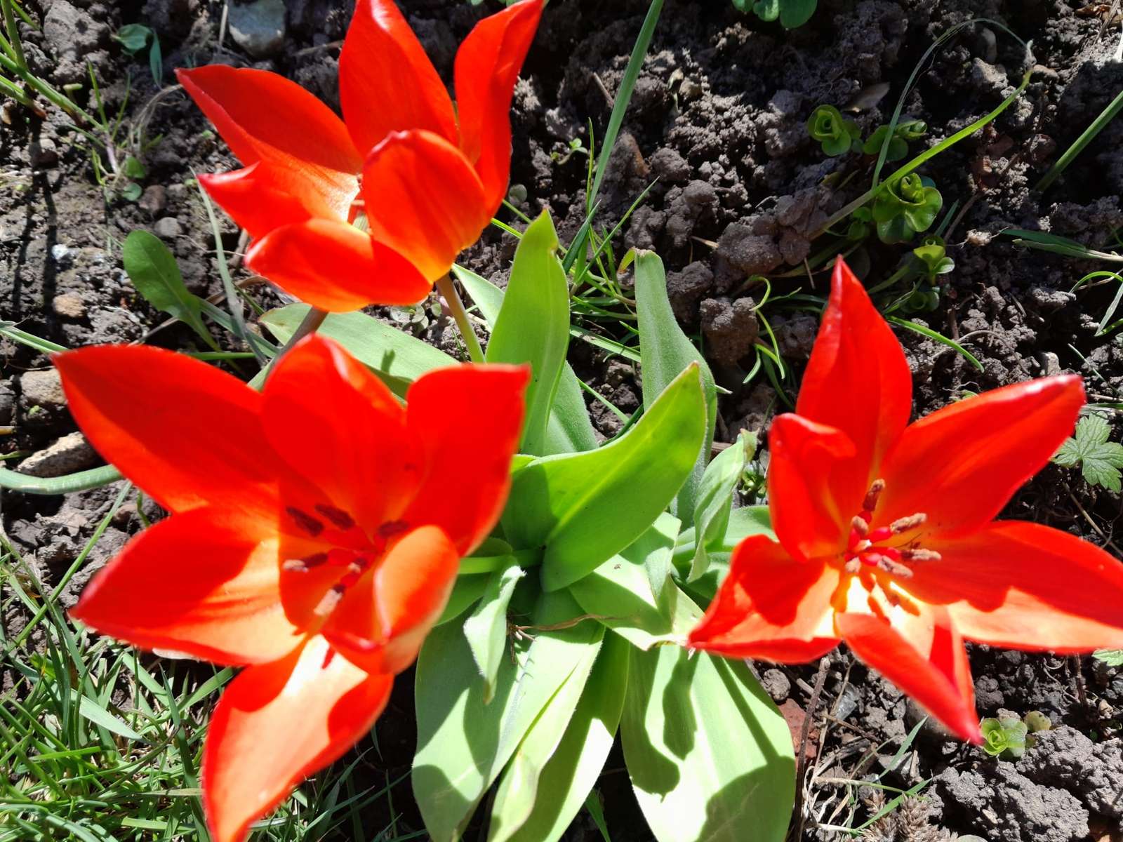 tulipanes naranjas rompecabezas en línea