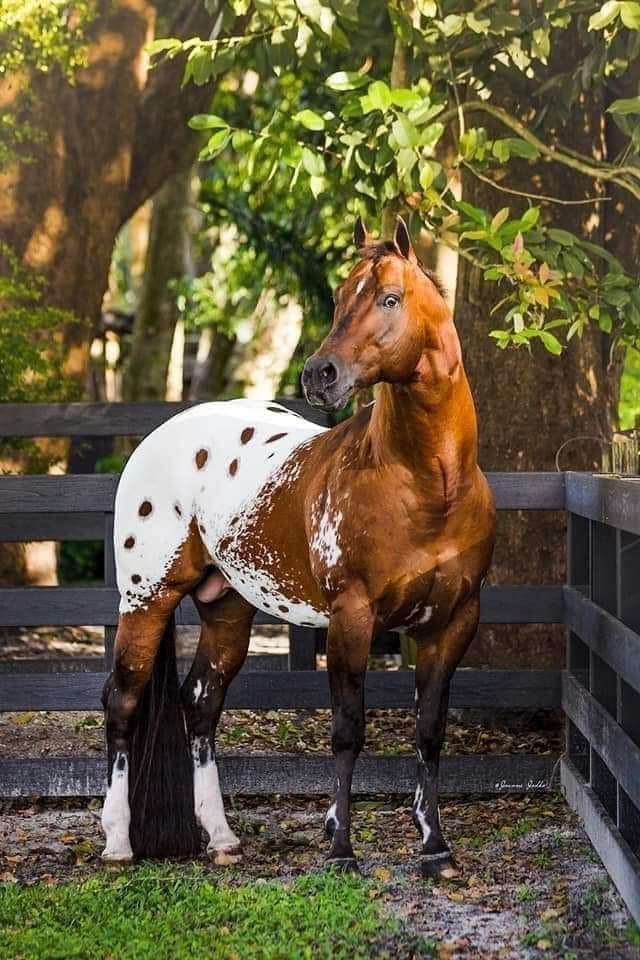 gyönyörű ló kirakós online