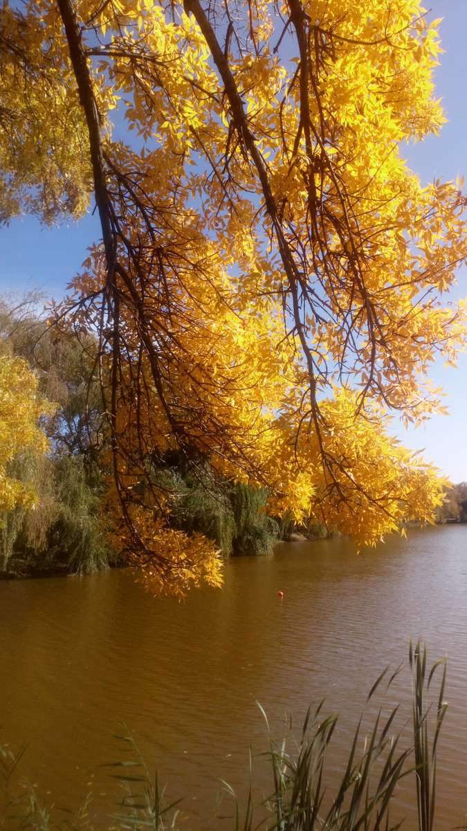 秋の黄金色のトネリコの木 ジグソーパズルオンライン