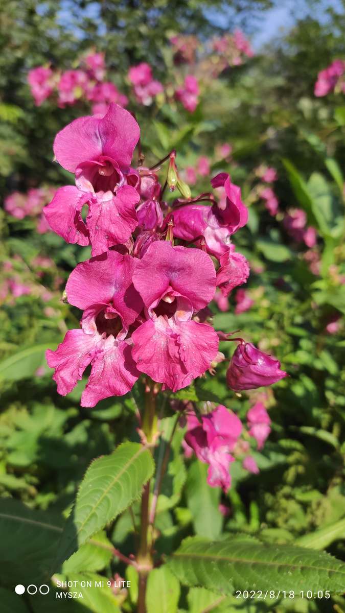 Flores em flor. quebra-cabeças online