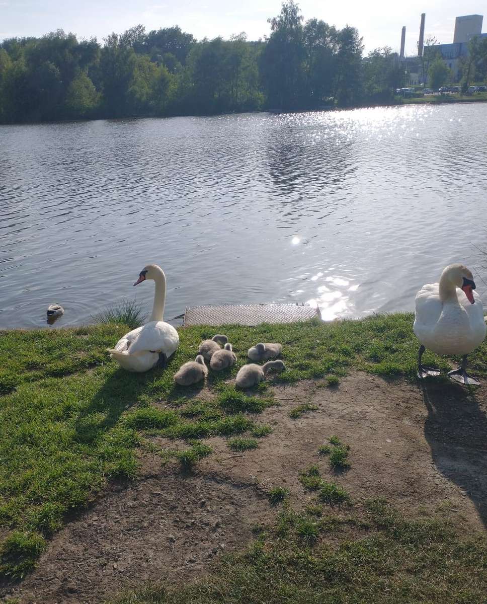 Schwäne auf dem Wasser Online-Puzzle