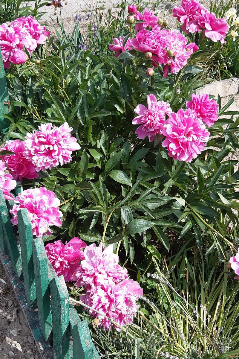 zöld kerítés és rózsaszín pünkösdi rózsa online puzzle