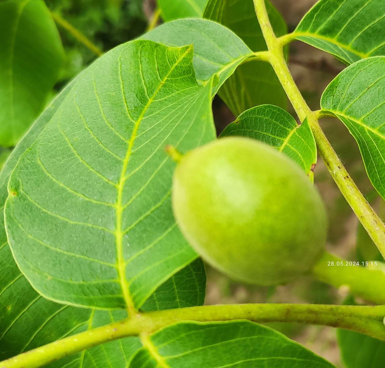 Ovoce ořechového stromu skládačky online