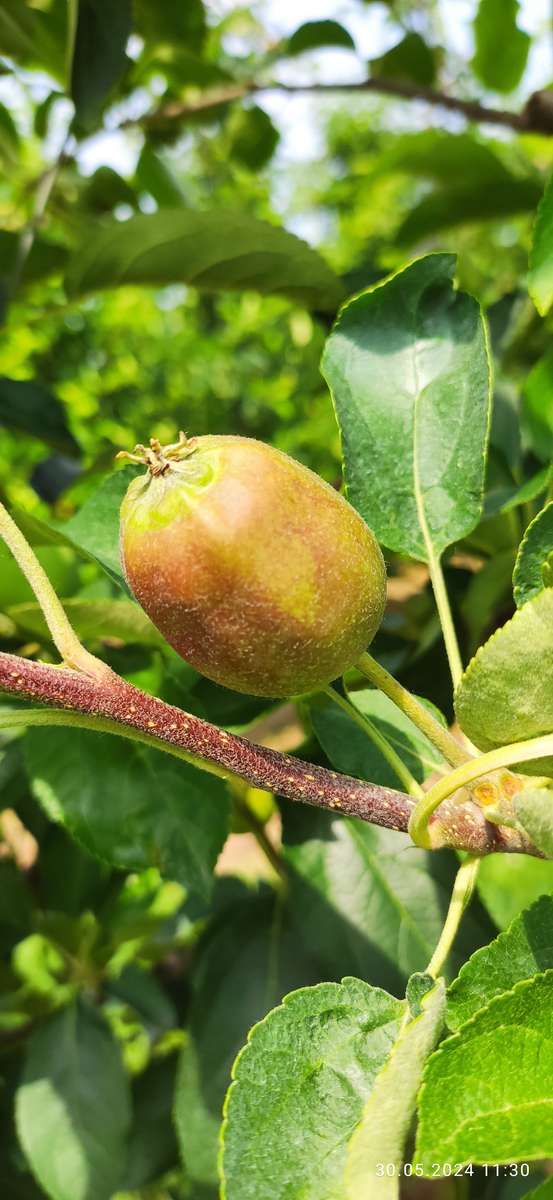 manzana verde rompecabezas en línea