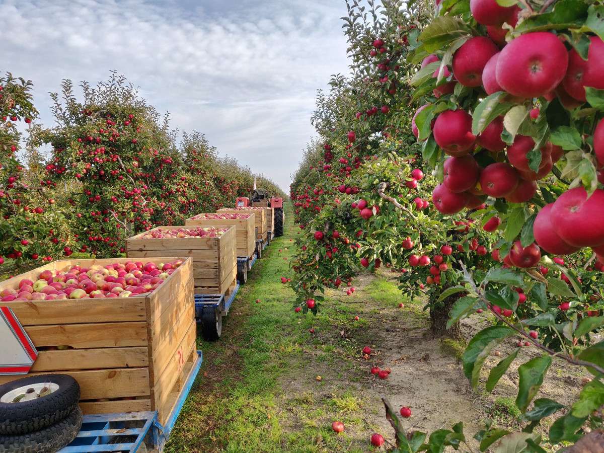 ябълкова овощна градина онлайн пъзел