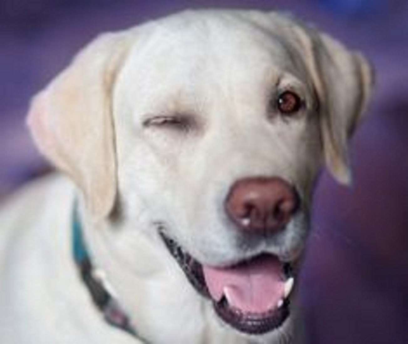 Labrador retriever sand pussel på nätet
