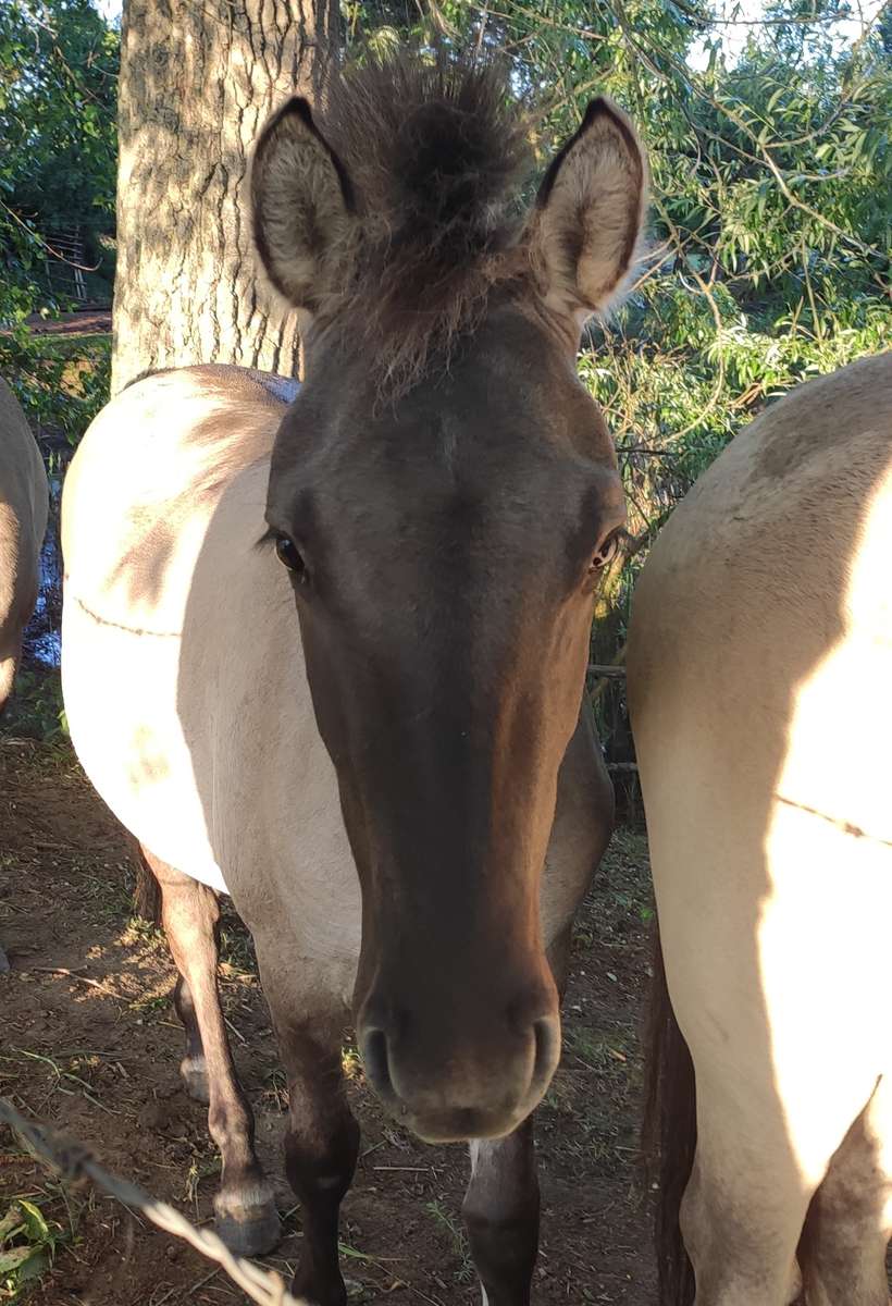 Een paard in de zonnestralen legpuzzel online