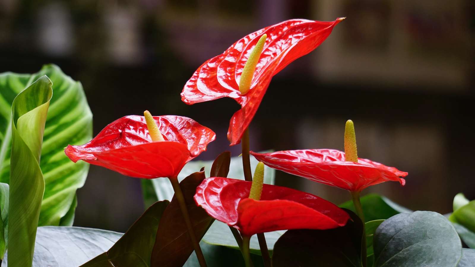 Λουλούδι φλαμίνγκο online παζλ