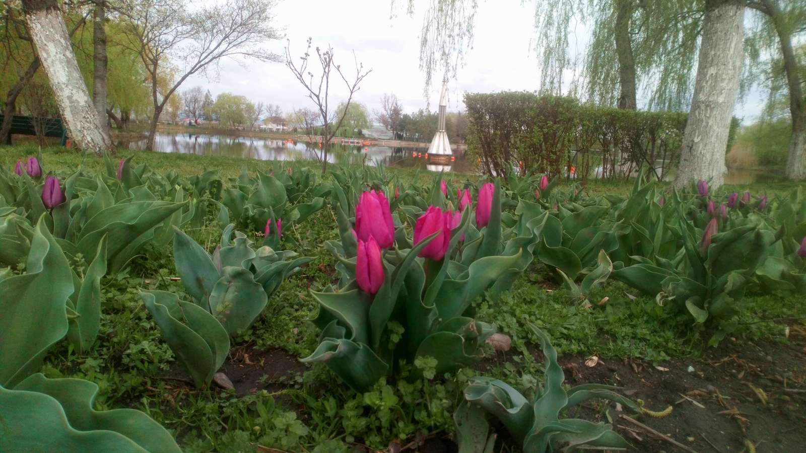 tulipani nel parco puzzle online