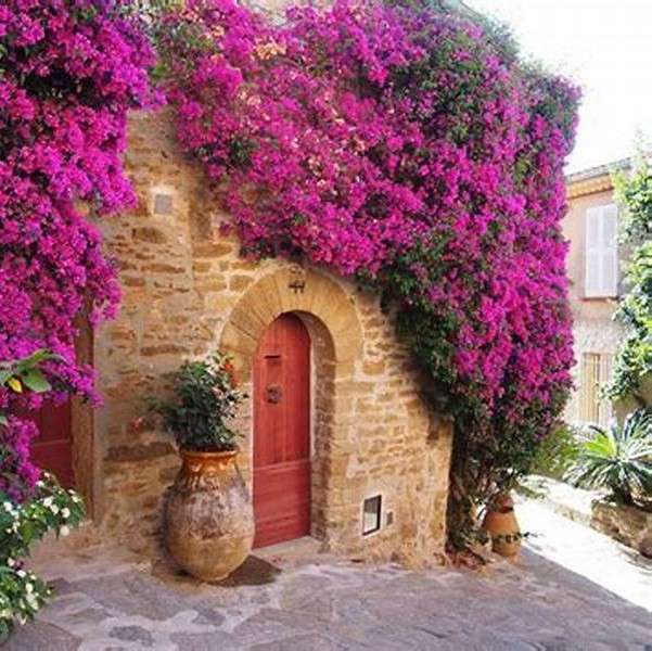 Bougainvillea on the wall of the house online puzzle