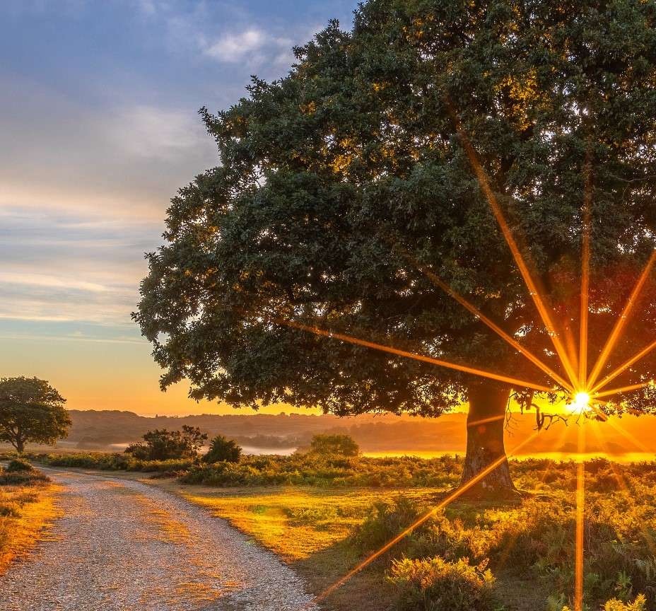 La strada attraverso i campi e la luce del sole al tramonto puzzle online