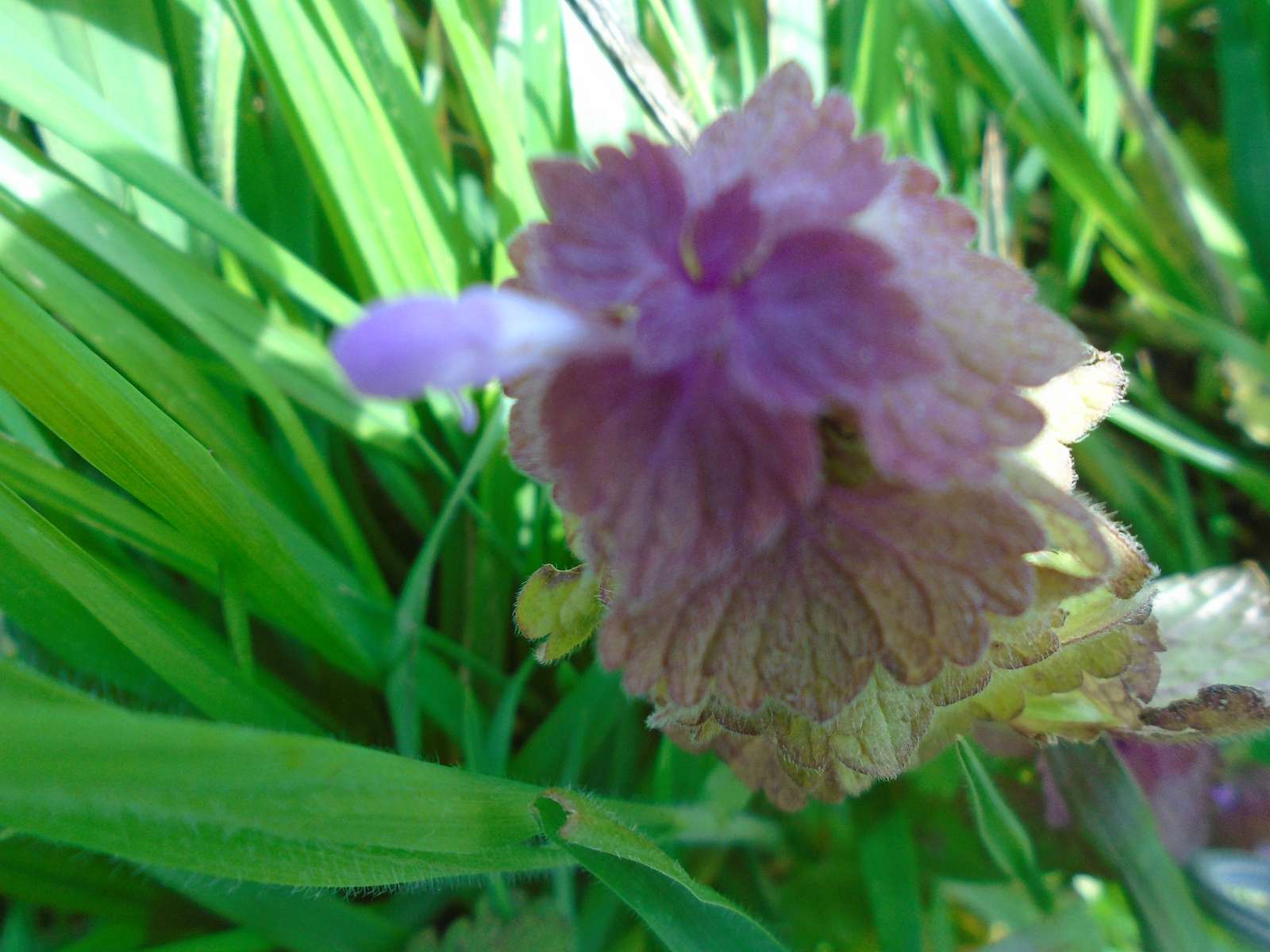 紫の花 オンラインパズル