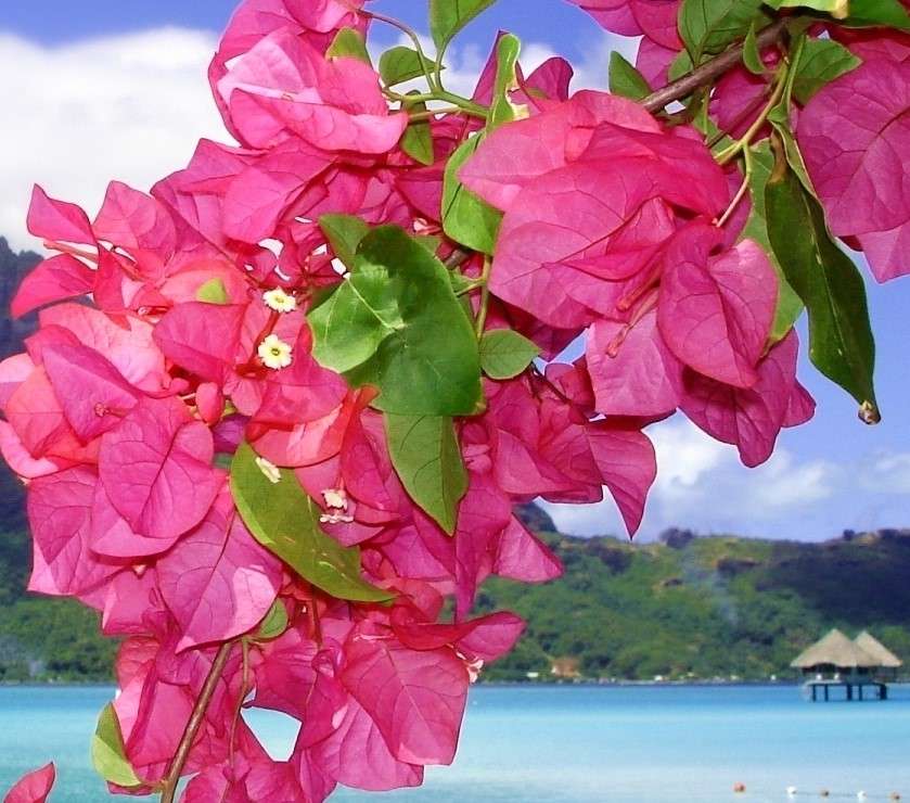 Rode bloemen op een boom in de tropen legpuzzel online