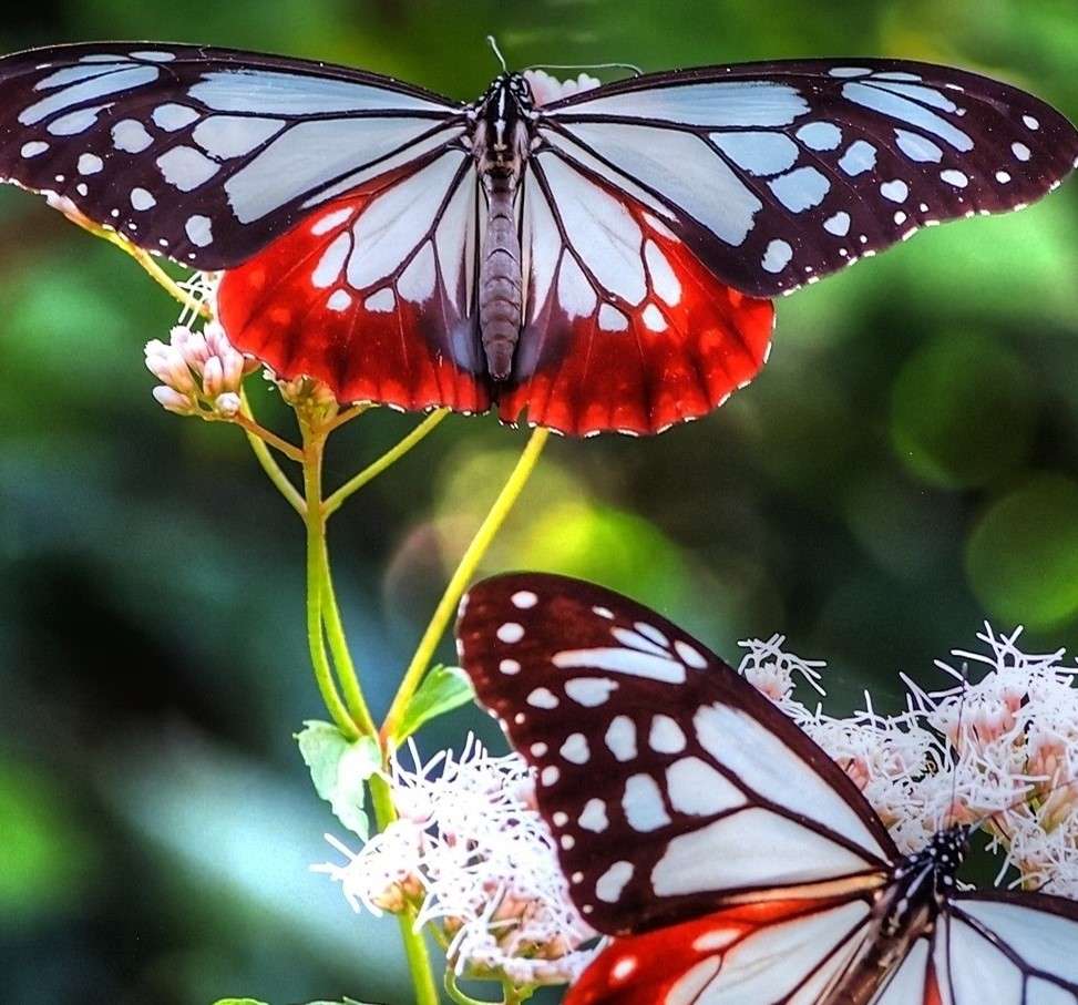 Kleurrijke vlinders online puzzel