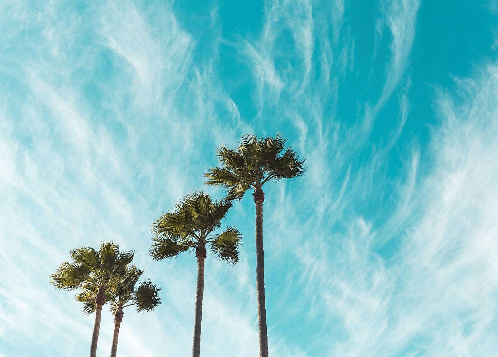 Sky and Palm Trees online puzzle