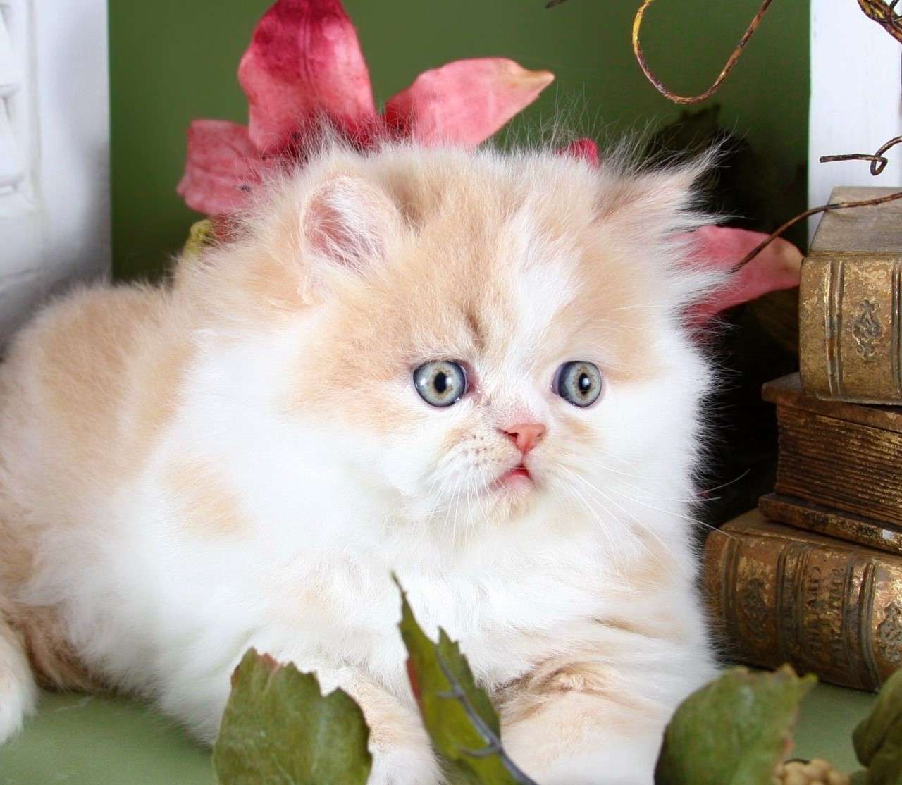 Маленький персидський кіт пазл онлайн