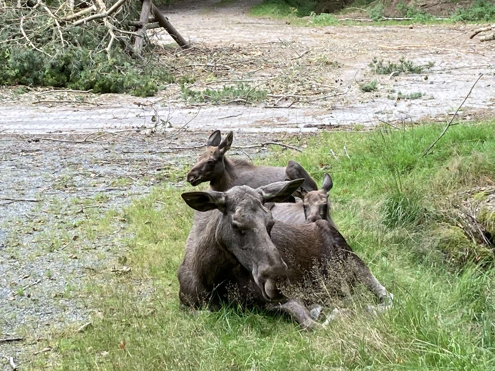 Cow moose and two moose calves - online puzzle