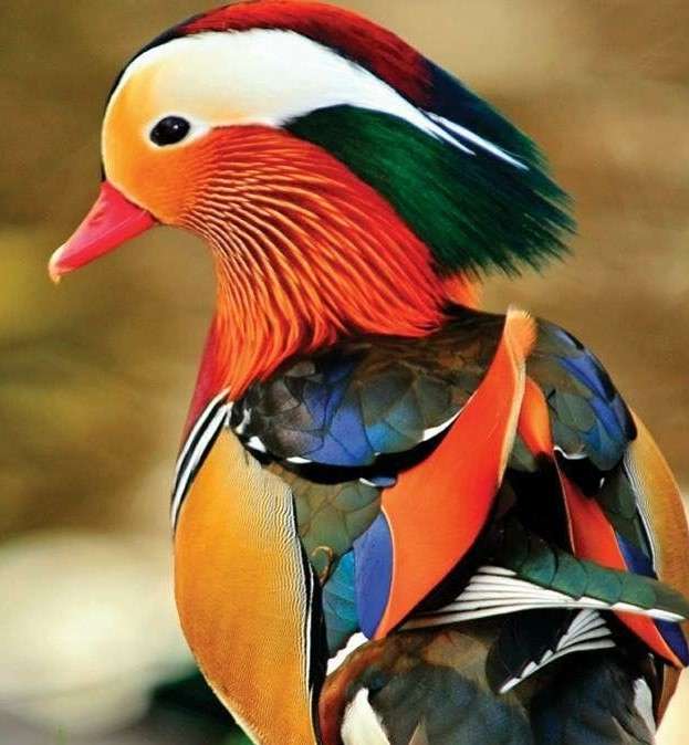 Mandarin duck jigsaw puzzle online