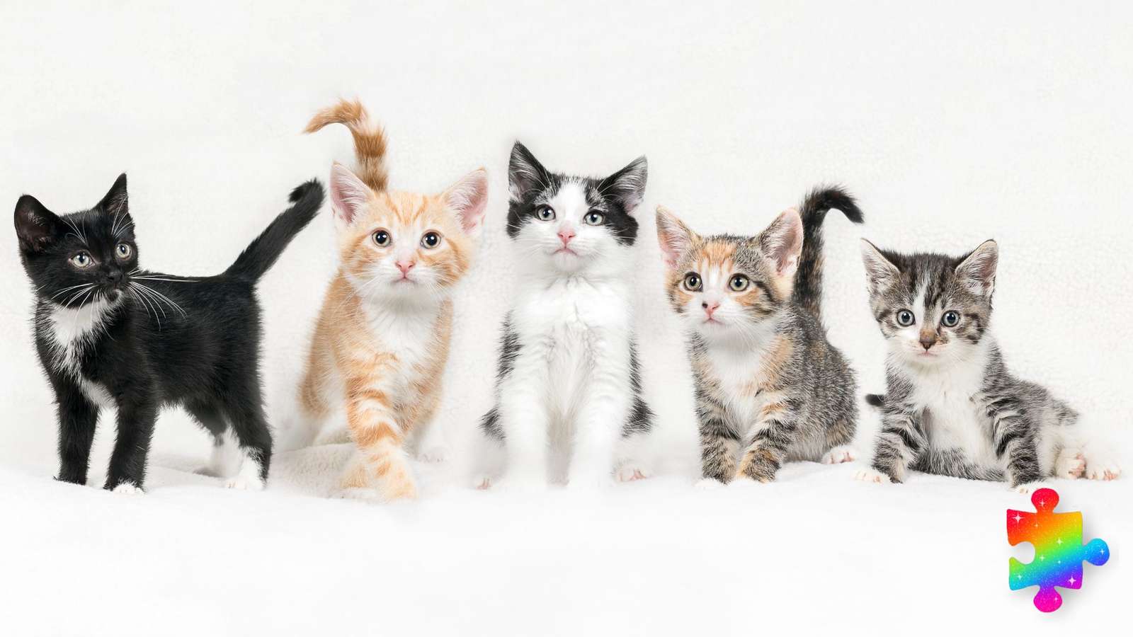 Пять милых котят онлайн-пазл