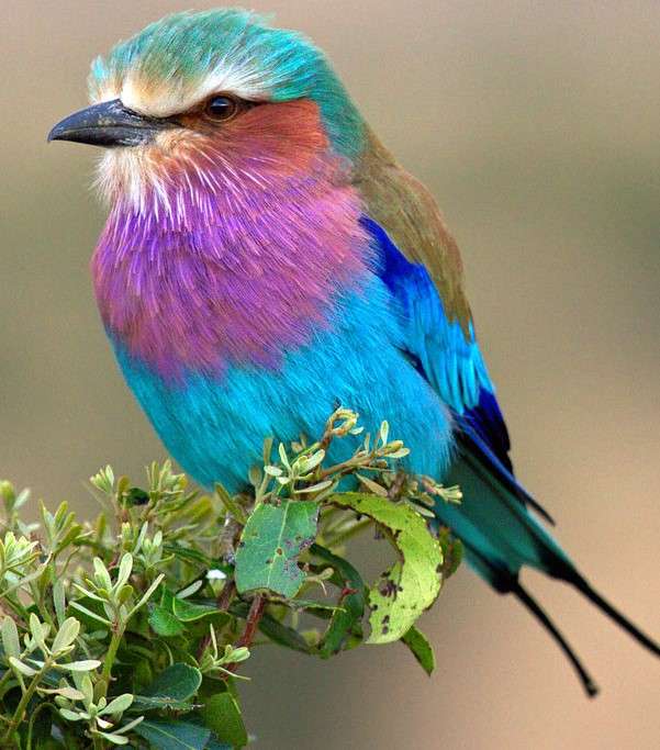 Pasăre colorată pe o ramură puzzle online