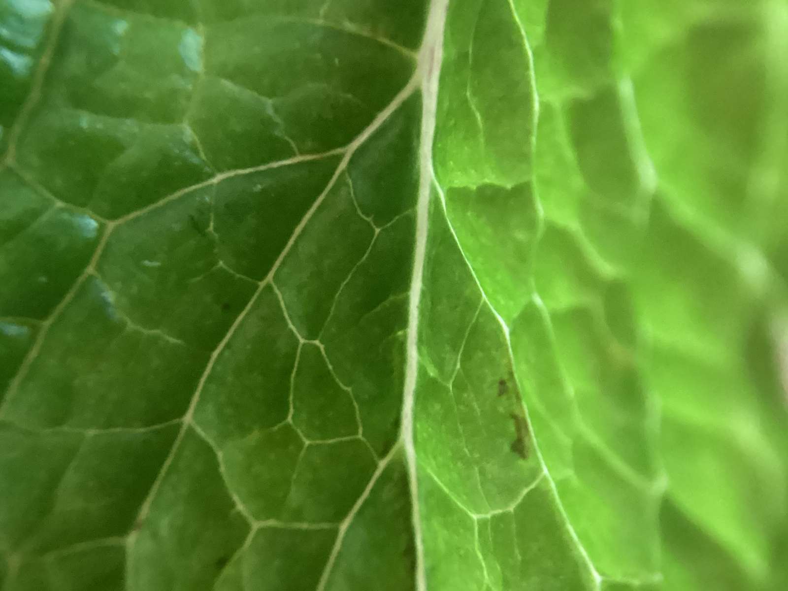 Plant leaf jigsaw puzzle online