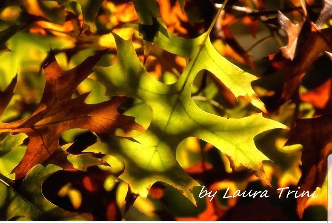Осіннє листя пазл онлайн