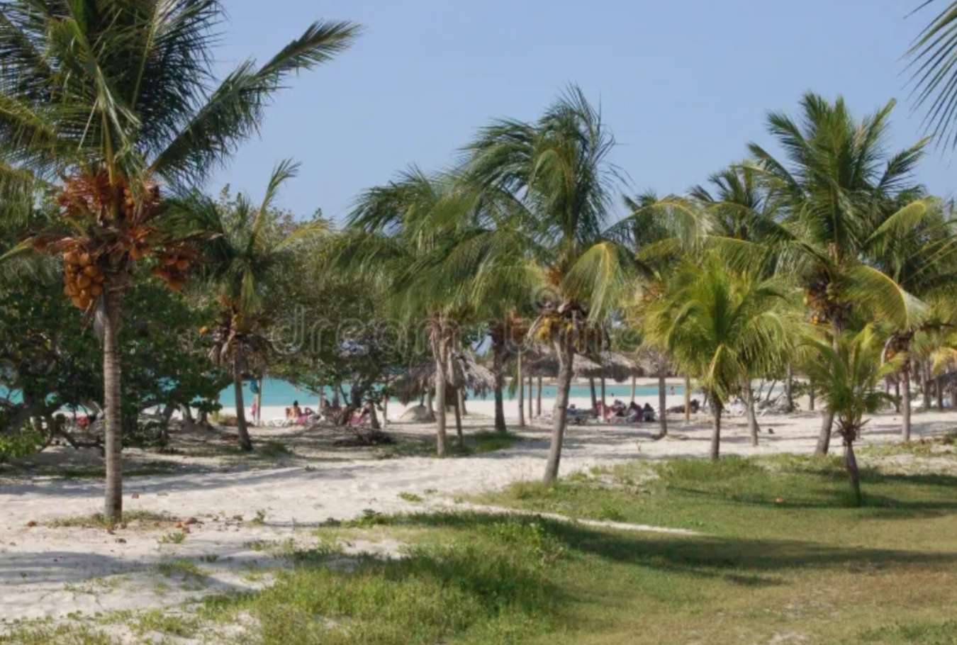 Playa cubana con vista a las palmeras. rompecabezas en línea