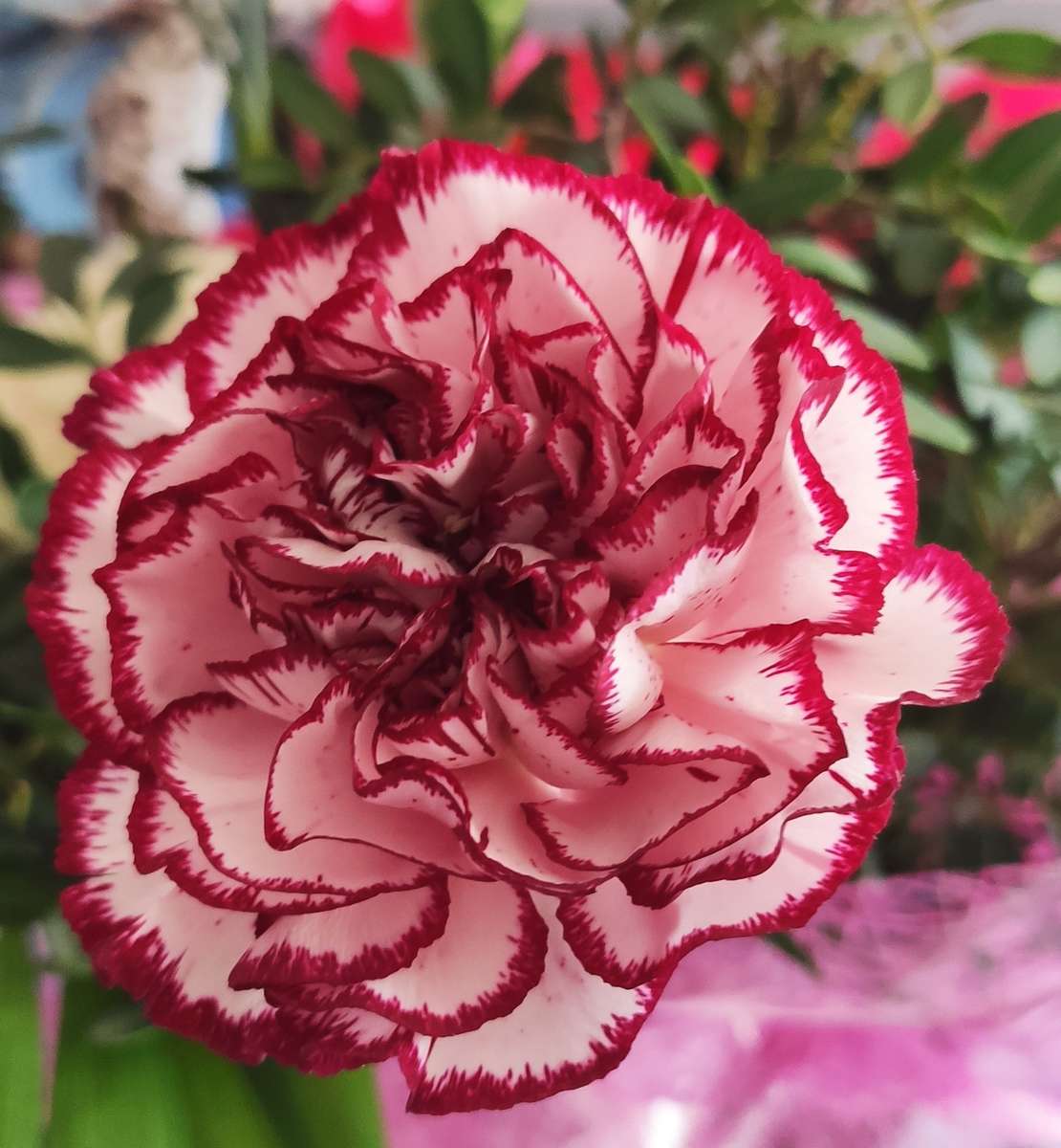 Carnation in all its glory jigsaw puzzle online