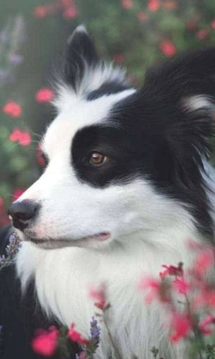 Border-Collie-Hund Online-Puzzle