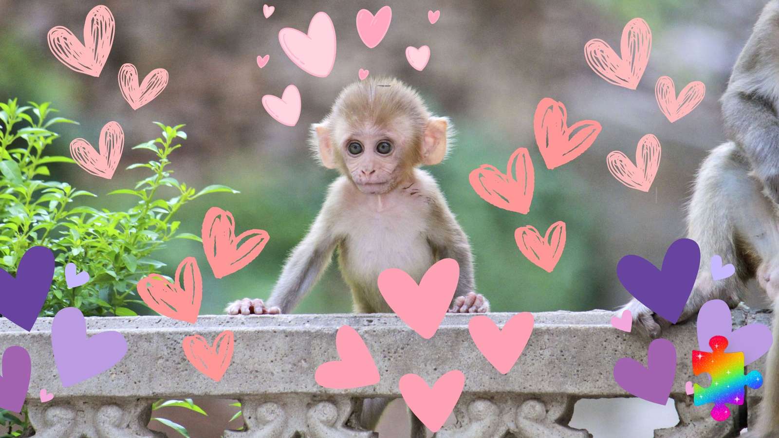 Самая милая обезьянка! пазл онлайн