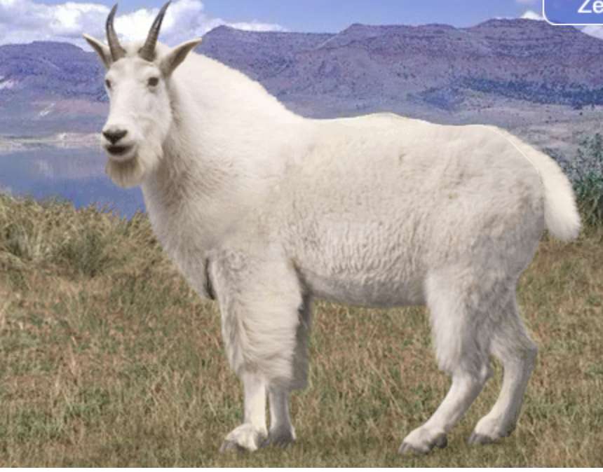 Белый горный козел онлайн-пазл